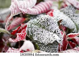 winterbilder, frost, auf, weihnachsstern, bl?tter winterbilder, frost, auf, weihnachsstern, bl?tter