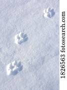 Wolf tracks in the snow