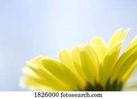 Yellow flower