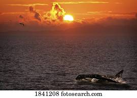 baleia assassino, e, pôr do sol