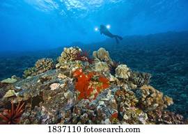 Molokini crater, Maui, Hawaii, USA, a single scuba diver