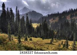 Paradise Valley, Mount Rainier National Park, Washington, USA  