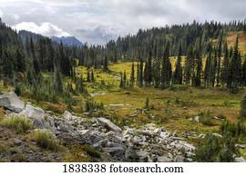 Paradise Valley, Mount Rainier National Park, Washington, USA  