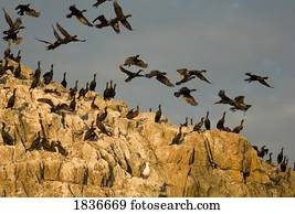 pássaros, ligado, pedras