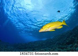 Yellowtail Snapper, Molokini Crater, South Maui, Hawaii, USA  