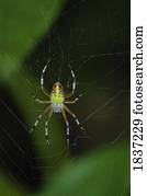 aranha, ligado, teia