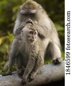 babuínos, aparência