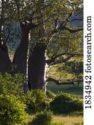 Baobab tree, Tarangire National park, Tanzania, Africa