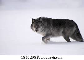 Gray wolf in snow  