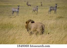 leão, (Panthera, Leo), mara masai reserva nacional, kenya, Africa;, leão masculino, observar, zebras