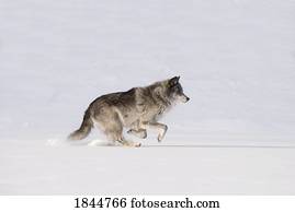 lobo, executando, em, a, neve