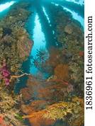 Sea life at Dumaguete Pier, capital of Negro Oriental Island, Philippines, Southeast Asia  