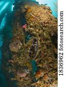 Sea life at Dumaguete Pier, Negros Oriental Island, Philippines, Southeast Asia  