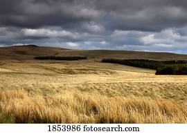 feld, von, weizen, mit, dunkle wolken, oben, northumberland, england