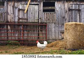 galinha, e, celeiro