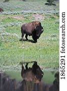 bisonte, refletido dentro, fluxo, em, gramado
