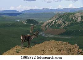 Caribou bull on rocky ridge, Alaska, USA