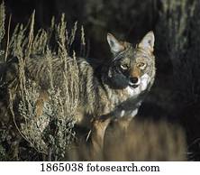 coiote, (Canis, latrans)