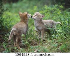 coiote, filhotes cachorro, (Canis, latrans), saudação