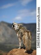 coiote, uive, de, alto, ponto