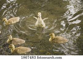 ducklings, natação