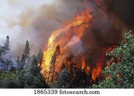 Huge flames from wildfire, Shasta-Trinity National Forest, California, USA
