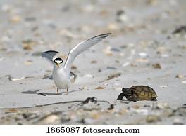 Least tern (Sterna antillarum) with box turtle on sandy beach