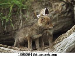 par, de, coiote, filhotes cachorro, uive