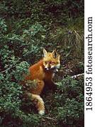 raposa vermelha, (Vulpes, vulpes)