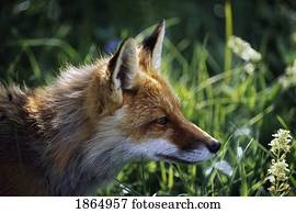 raposa vermelha, (Vulpes, vulpes)