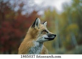 raposa vermelha, (Vulpes, vulpes)