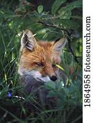 raposa vermelha, (Vulpes, vulpes)