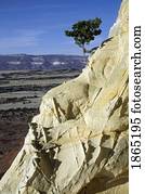 Small pinyon pine clings to sandstone formation, with roots becoming exposed as the sandstone erodes away