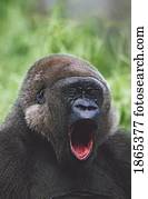 Western gorilla yawning, Africa