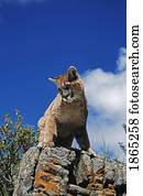 Young mountain lion (Felis concolor) looks down from rock outcrop