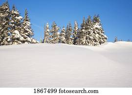 árvores, ligado, um, nevado, colina