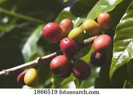 café, planta, (coffea), kauai, havaí, eua