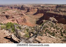 canyon national park, utah, united states of america; a canyon in the island in the sky district