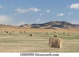 fardos feno, em, a, foothills, sulista, alberta, canadá