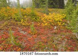 foliage, em, outono, cores