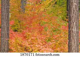 oregon, united states of america; fall colors in mount hood national forest