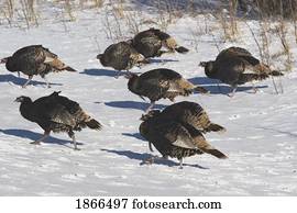 pássaros, andar, em, a, neve