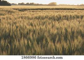 alberta, canada;, 밀 들판, 에, 일몰