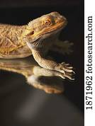 a lizard on a shiny surface showing it's reflection