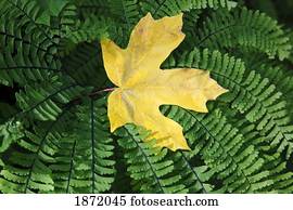 oregon, united states of america; a yellow maple leaf laying on a fern in the columbia river gorge national scenic area