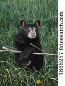 um, agüente filhote