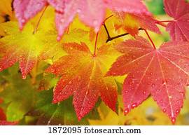 washington, united states of america; leaves from a vine maple in mount rainier national park