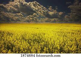 alberta, canada;, un, canola, campo, debajo, nubes