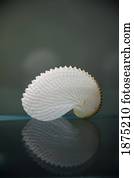 a seashell reflected in a shiny table top