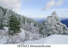 washington, united states of america; snow covered trees on the summit of dog mountain
